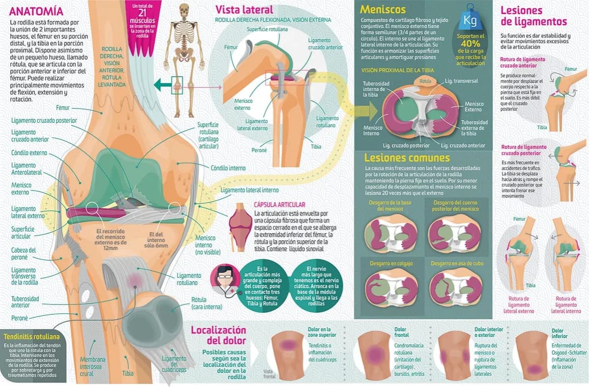 Los músculos de la rodilla: funciones esenciales y su anatomía detallada