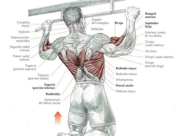 Qué músculos trabajan las dominadas y cómo mejoran tu entrenamiento