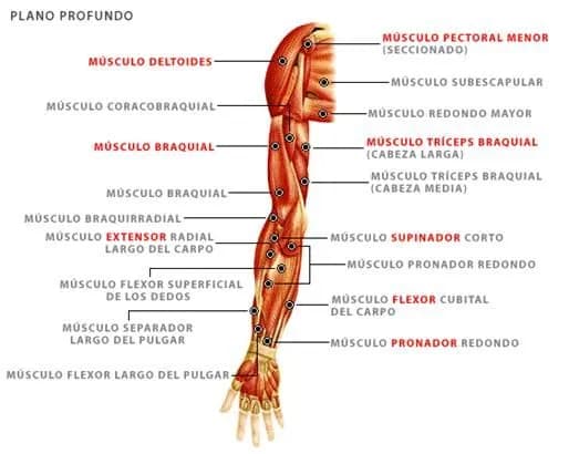 Todo sobre el músculo supinador: anatomía, función y lesiones comunes