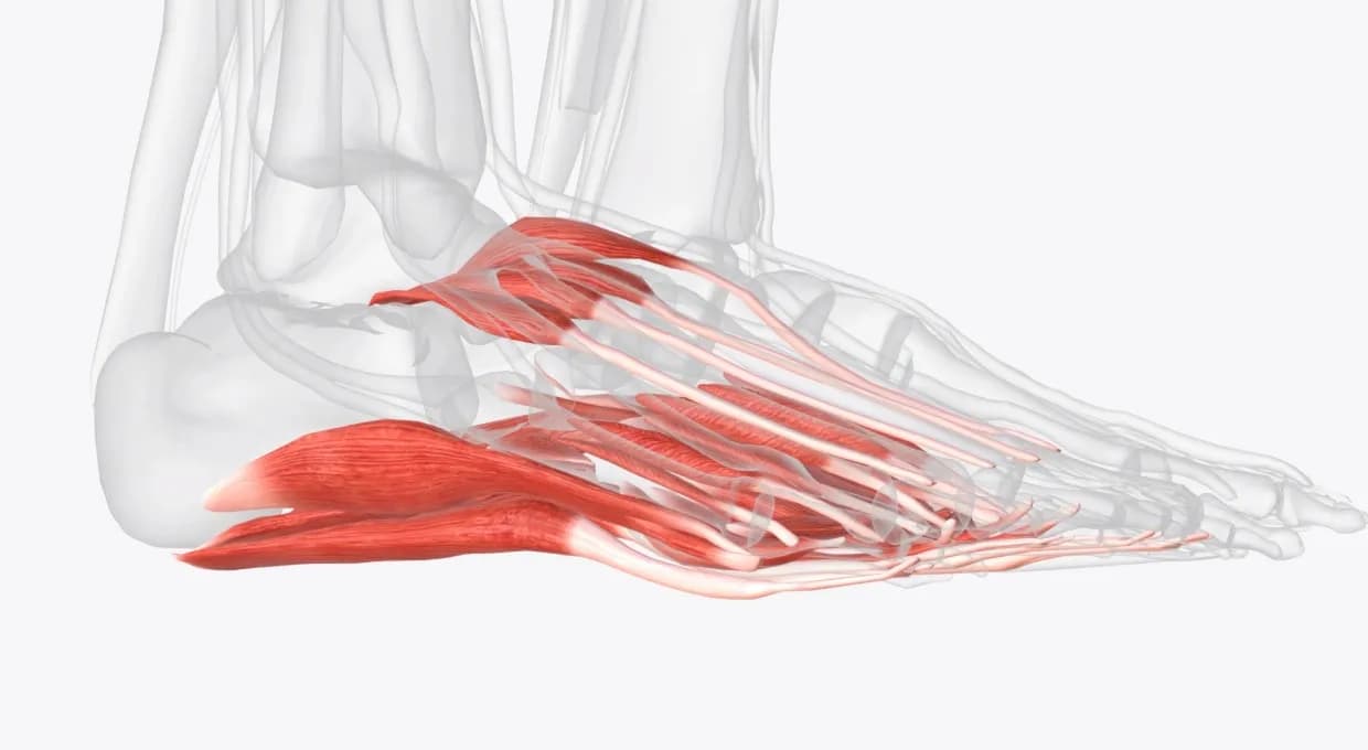 Todo lo que necesitas saber sobre el músculo abductor y su importancia