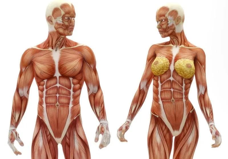 El músculo más grande del cuerpo: funciones y datos sorprendentes