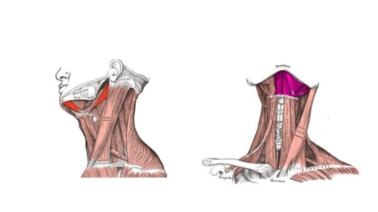 Todo lo que necesitas saber sobre el músculo suprahioideo y su función