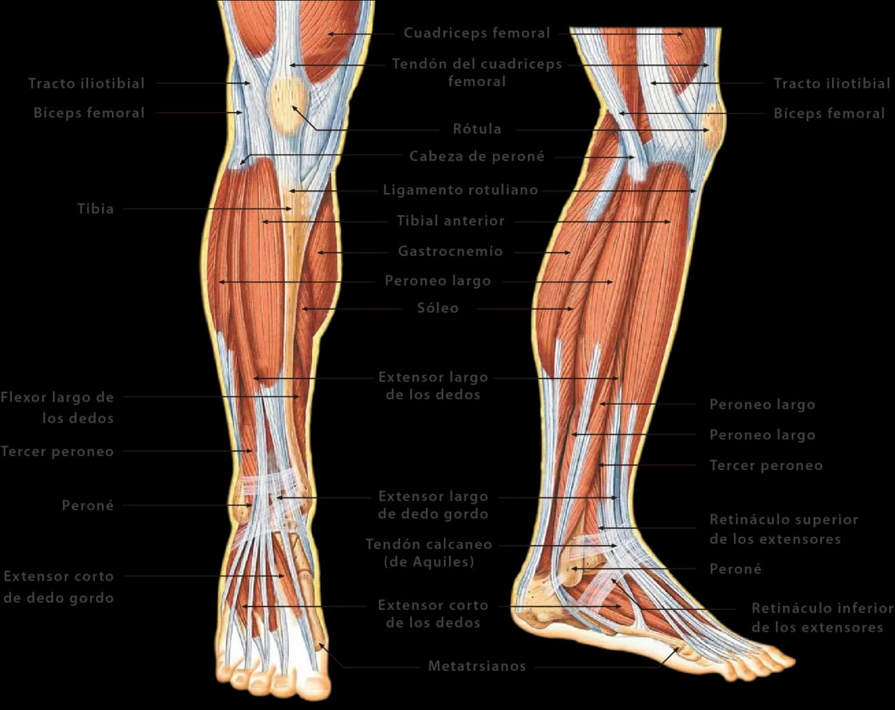 Todo lo que necesitas saber sobre el músculo de piernas y su función