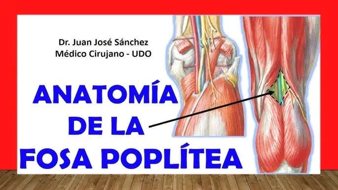 Todo sobre el músculo poplíteo: anatomía, función y lesiones comunes