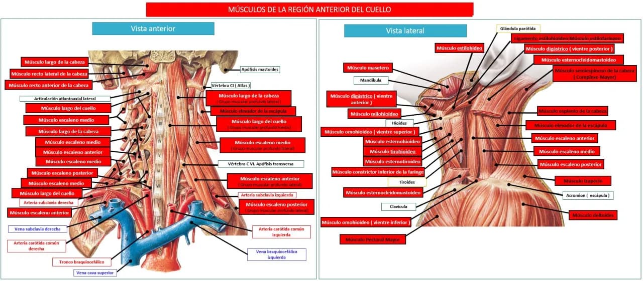 Todo sobre los músculos del cuello: funciones, tipos y salud cervical